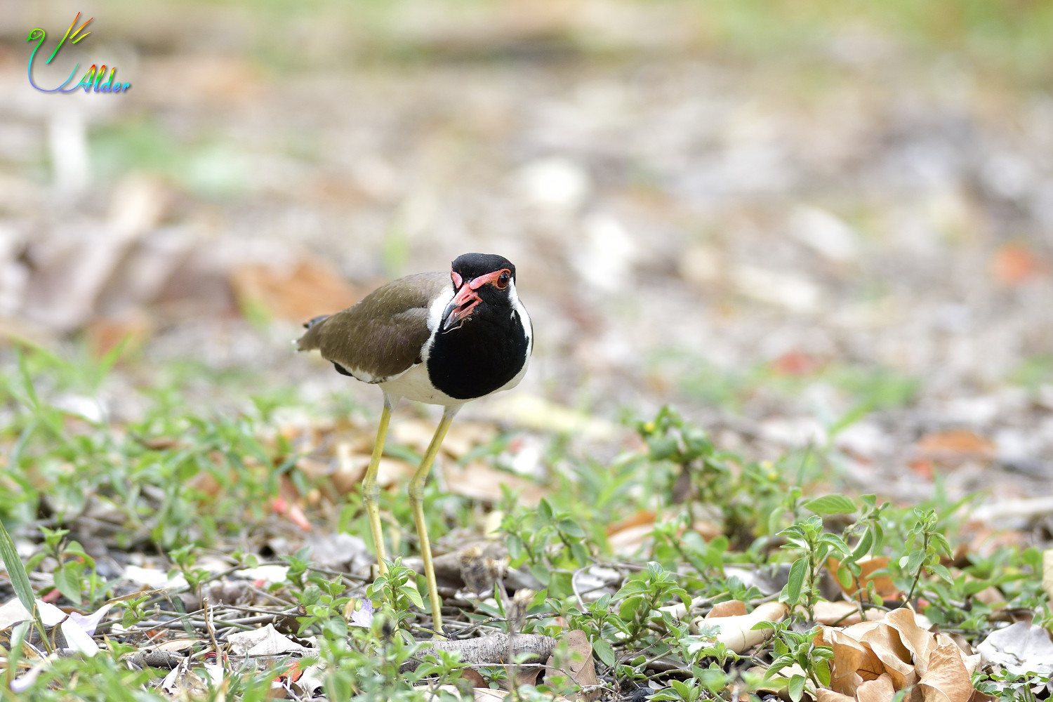 Red-wattled_Lapwing_3441