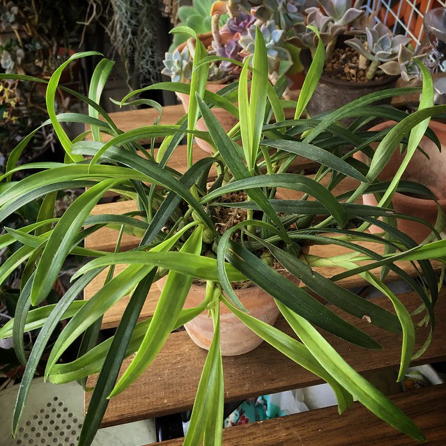 2016/05/29 transplanted Maxillaria schunkeana to a larger pot