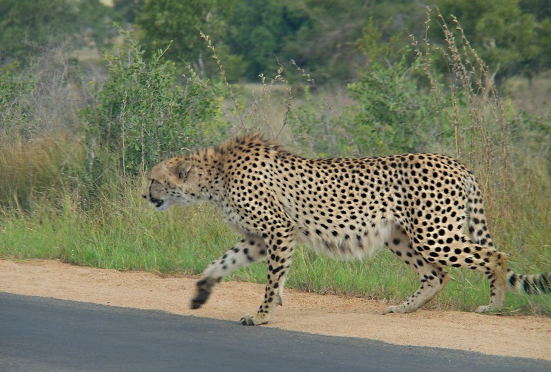 KRUGER: De Skukuza a Satara. Entre ornitólogos y guepardos - Por el norte de SUDÁFRICA. Montañas, playas, fauna y sus gentes (13)