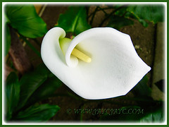Zantedeschia aethiopica (Calla Lily, Arum Lily, Trumpet Lily, Common Arum Lily)