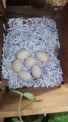 eggs in nest box May 16