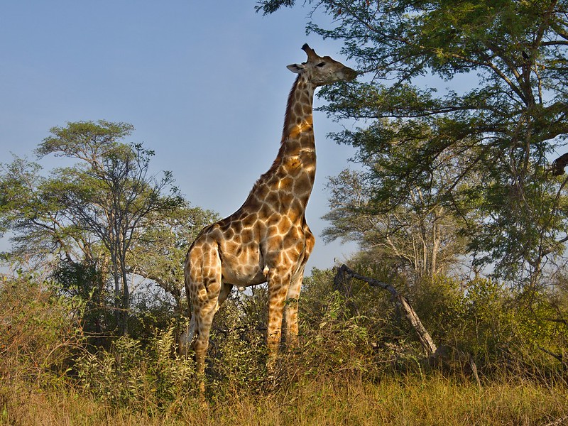 KRUGER: De Skukuza a Satara. Entre ornitólogos y guepardos - Por el norte de SUDÁFRICA. Montañas, playas, fauna y sus gentes (3)