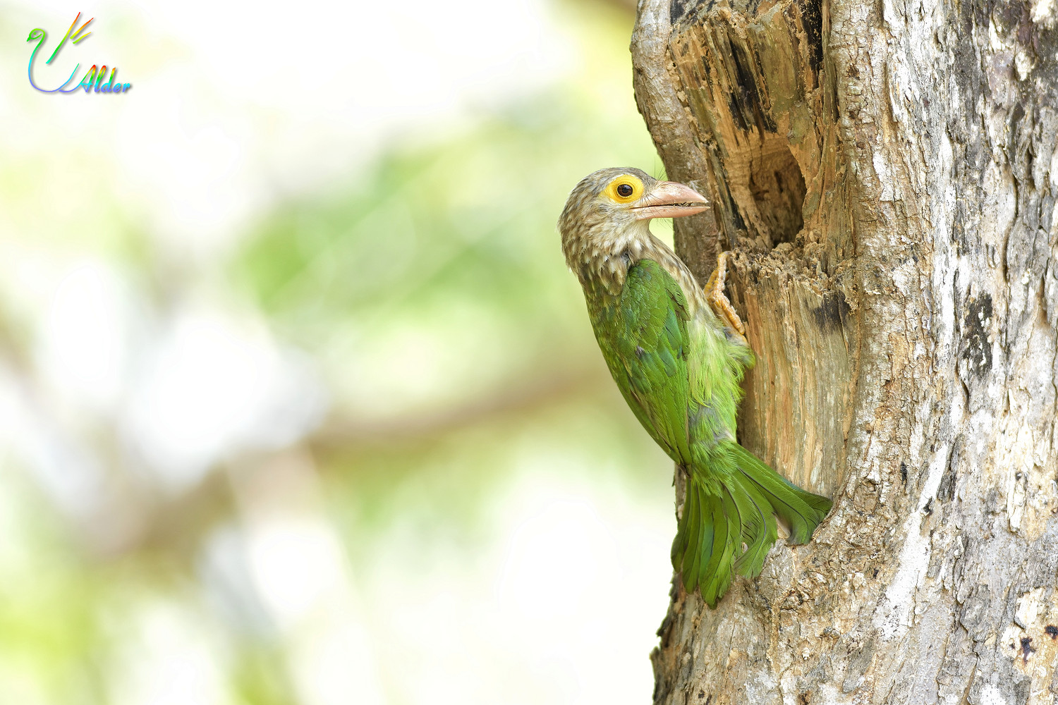 Lineated_Barbet_5066