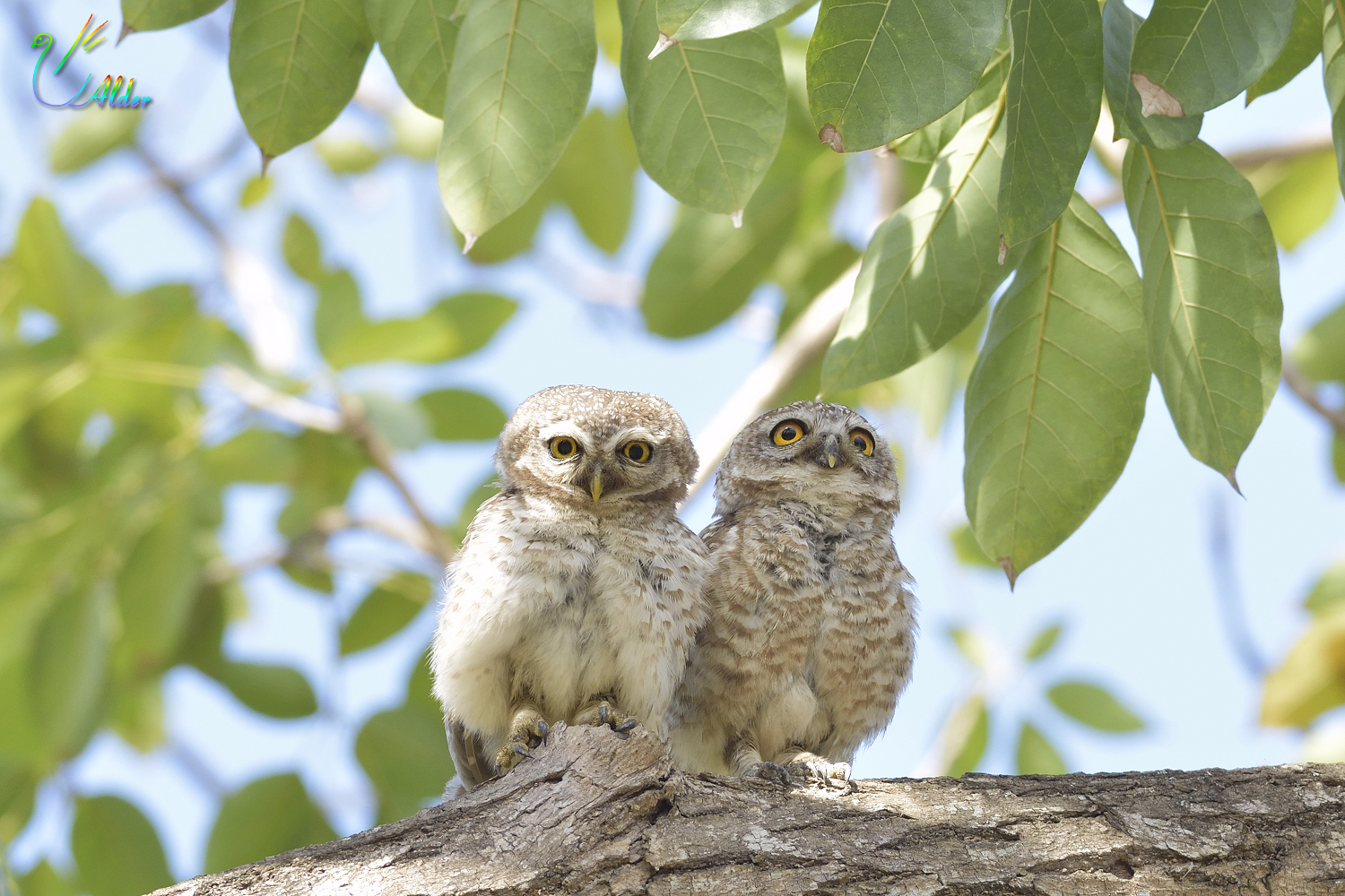 Spotted_Owlet_4712