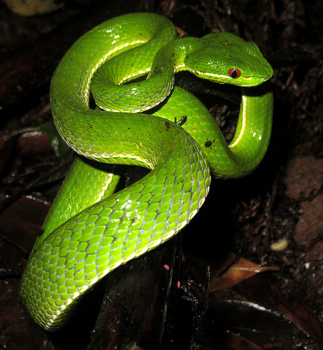 Taiwan reptiles from the first half of 2016 - Field Herp Forum
