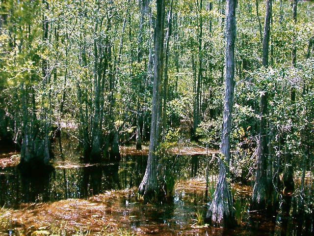 Cypress swamp, Okefenokee, Georgia