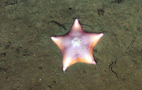 Deep-sea Slime Star