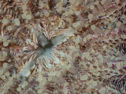 Crown of Thorns sea star (Acanthaster planci)