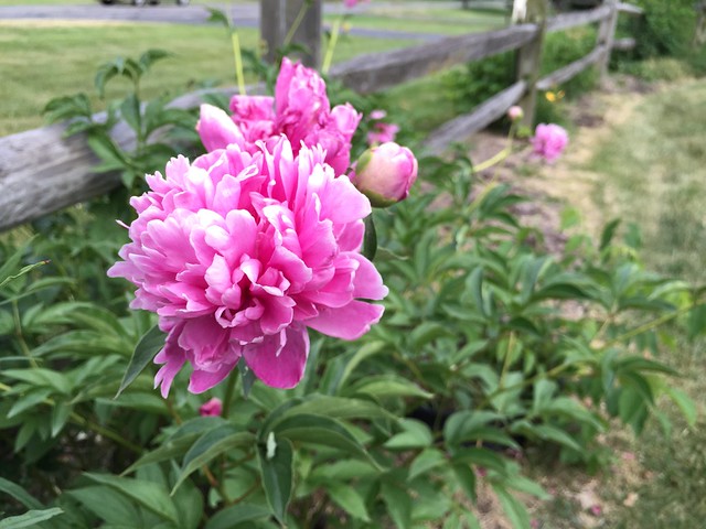 Garden Bloggers' Bloom Day: June 2016