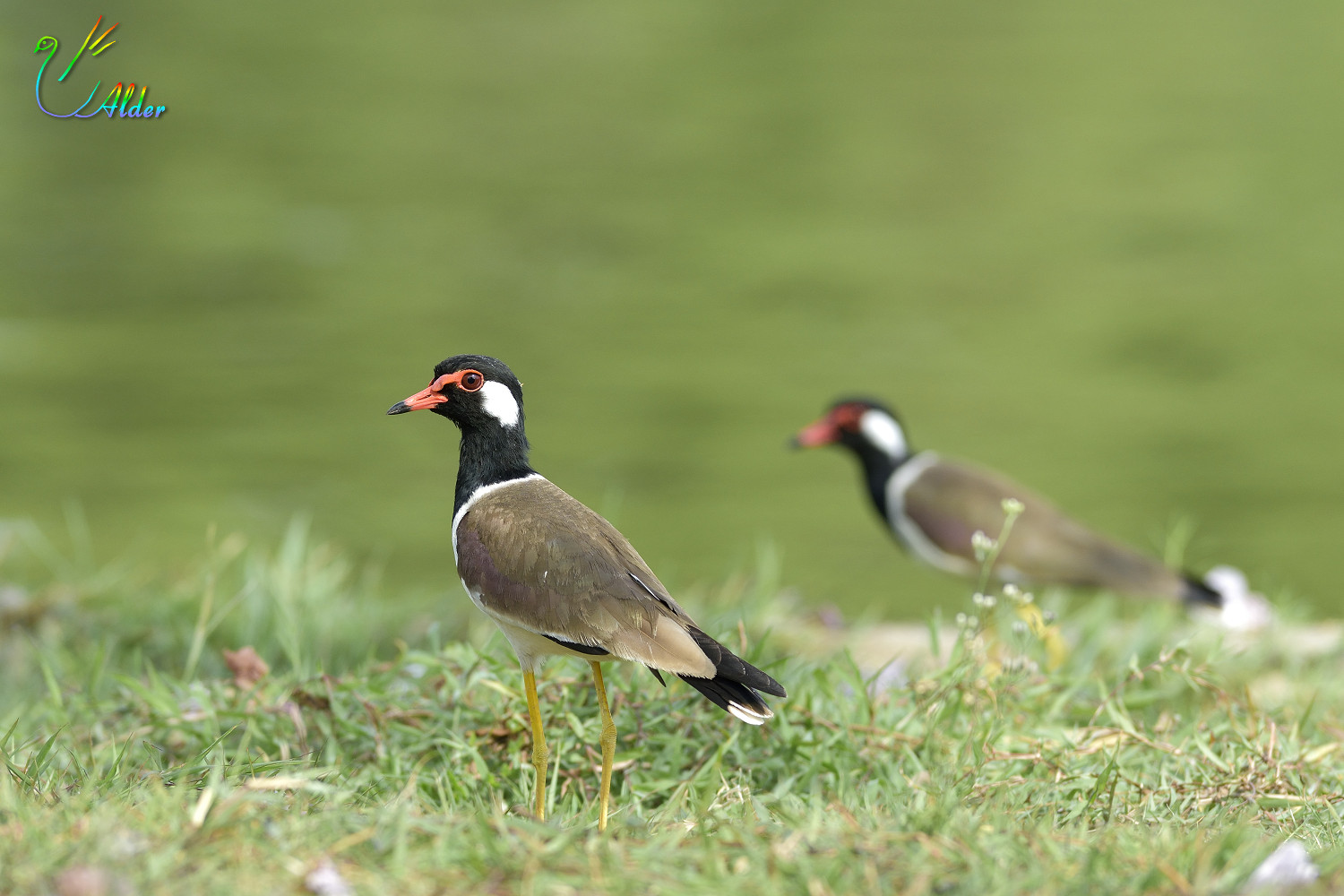 Red-wattled_Lapwing_3359
