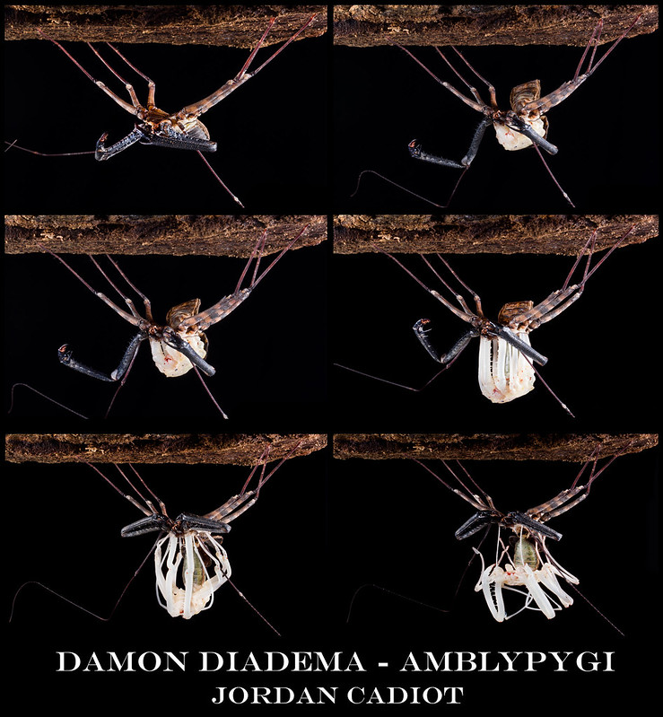 Amblypyge - Damon diadema - Page 4 26728432373_1a278c055d_c