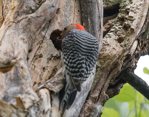 Red-bellied Woodpecker feeding nestling