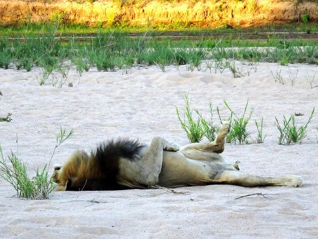 Lion Sands Safari Day 2- Male Lion