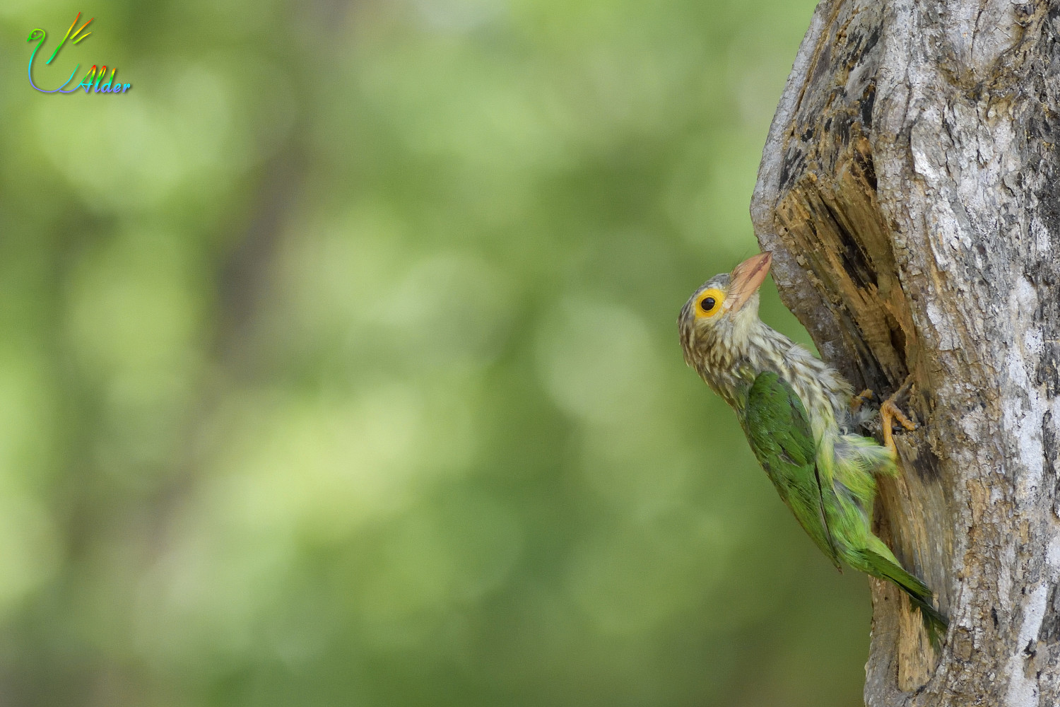 Lineated_Barbet_5880