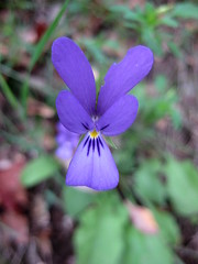 Viola bubanii (Violaceae) IMG_5579-001 per Carmona Rodriguez.cc a Flickr