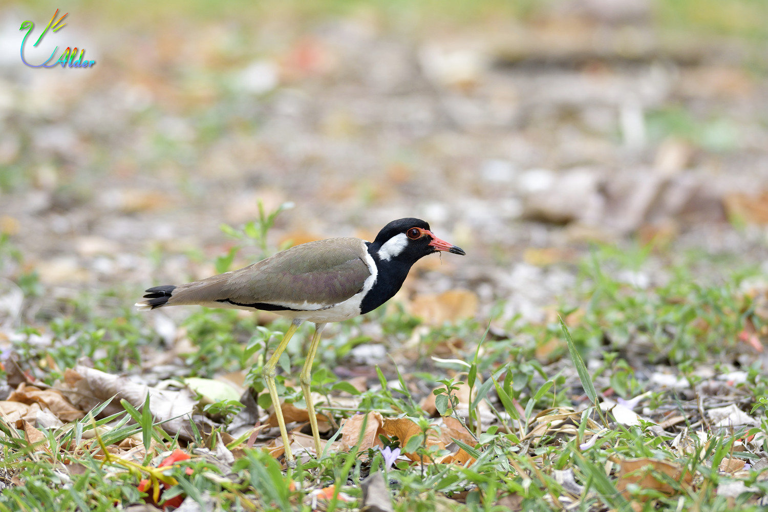 Red-wattled_Lapwing_3439