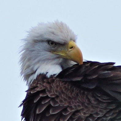 Bald Eagle female preening 3-20140110