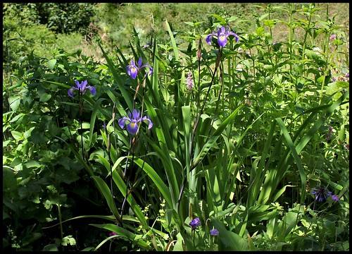 Iris x robusta (6)