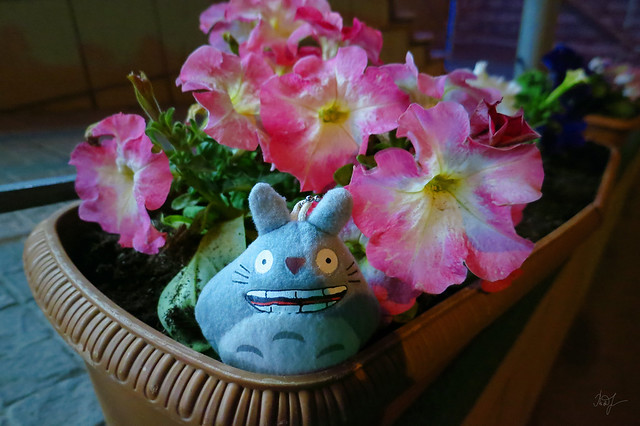 day #138: totoro pretended to be a night flower