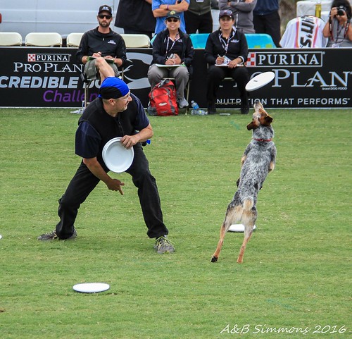 First PPPIDC toss from Bruce to his Disc (Frisbee) Dog, Vader