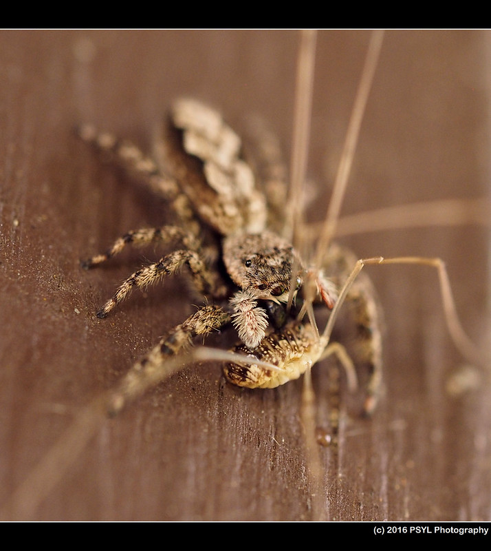 Jumping spider with harvestman