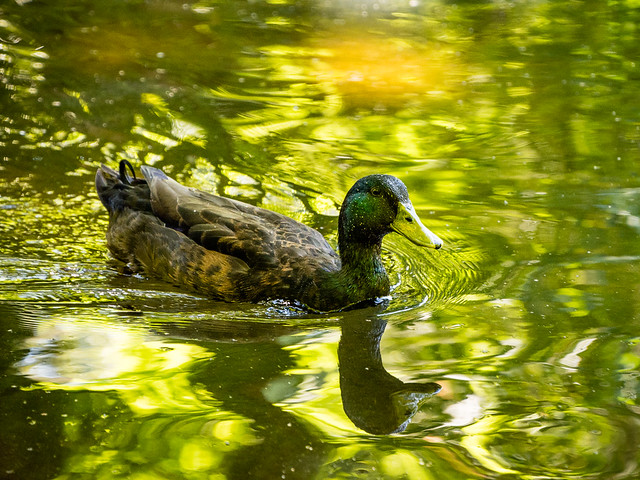 duck and reflections