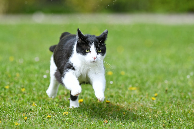 Oskar running in the grass