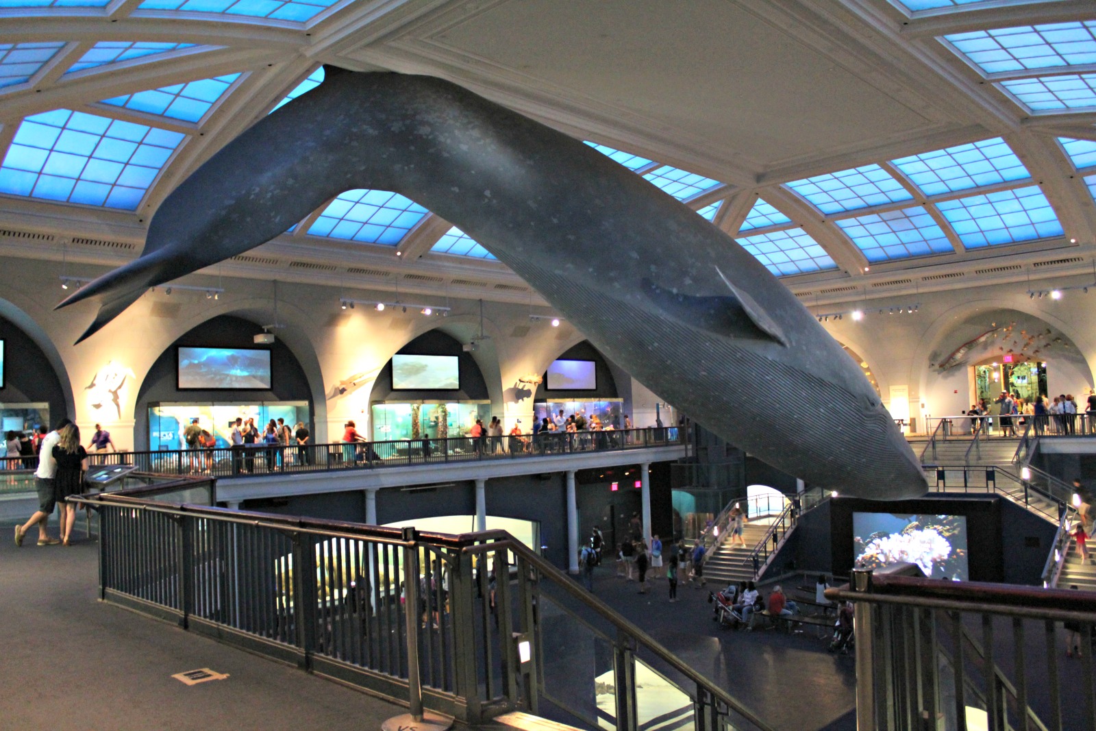 Kuva American Museum of Natural History museosta, jossa Night at the Museum elokuvat filmattiin.