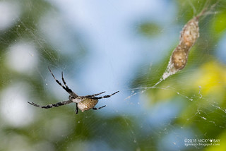 Tent web spider (Cyrtophora moluccensis) - ESC_0166
