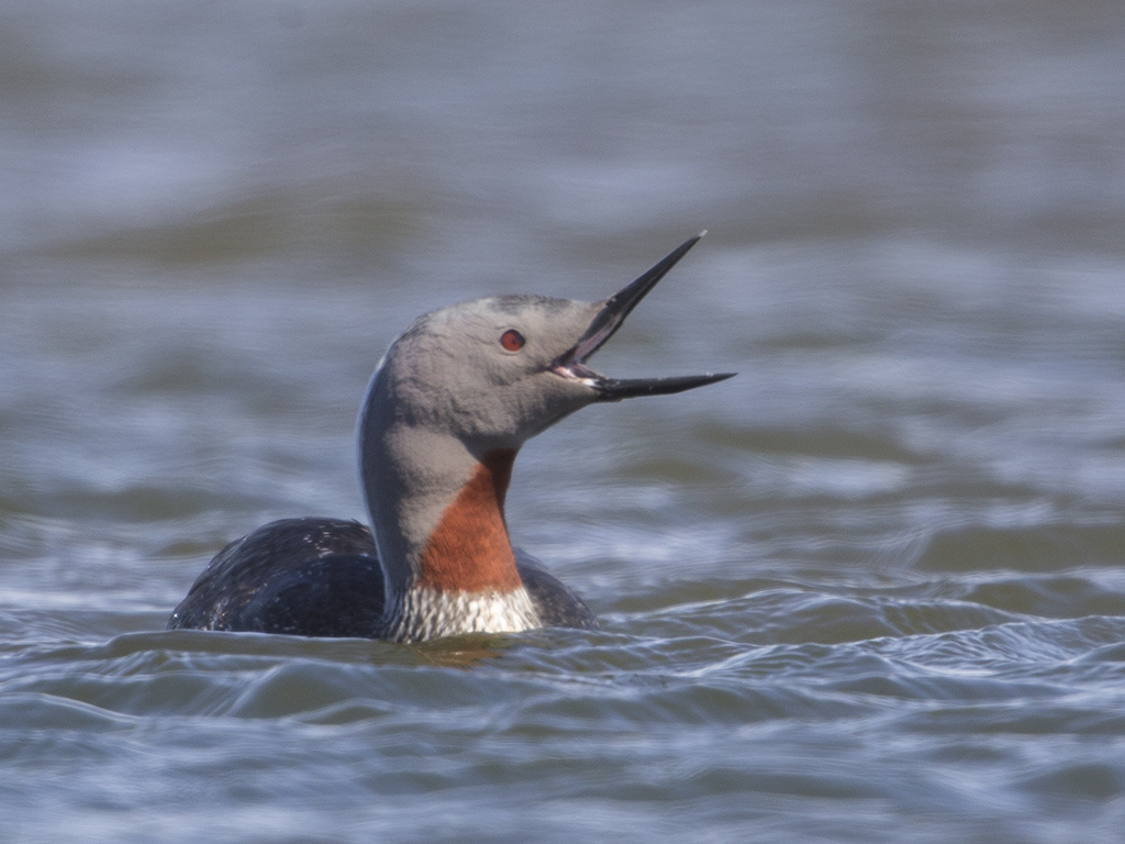 Red-throated Diver     Iceland