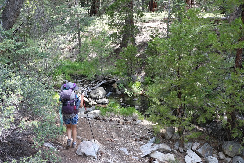 Where the Dobbs Spur Trail crosses Falls Creek at Dobbs Camp