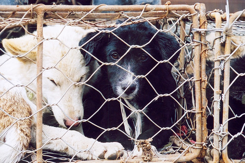 Sad black dog in cage