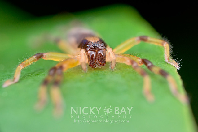 Huntsman Spider (Thelcticopis sp.) - DSC_1498