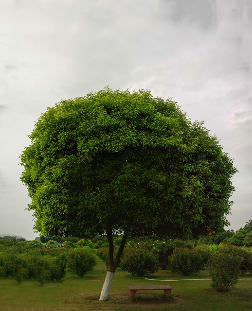 Zoomed Panorama of a tree
