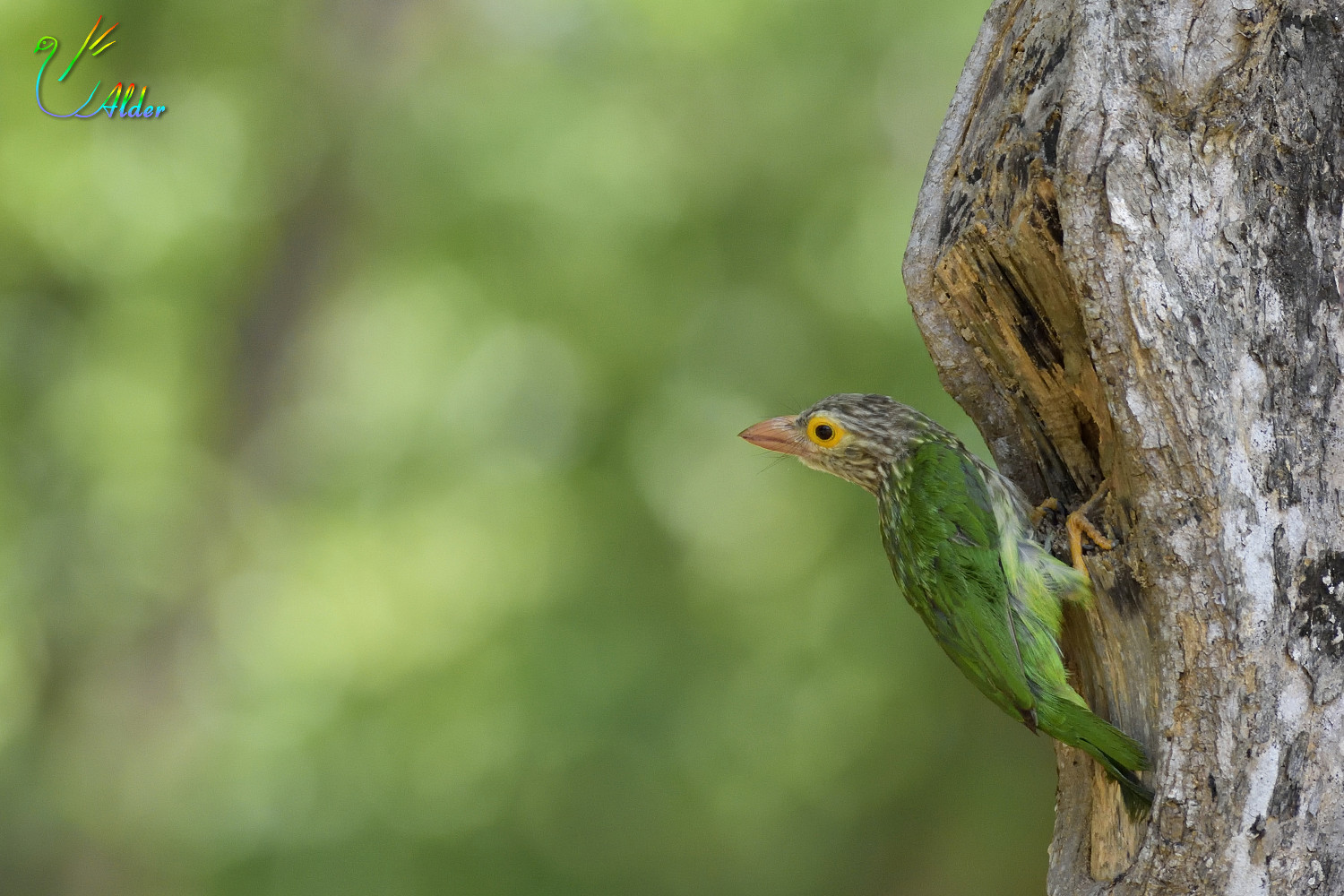 Lineated_Barbet_5886