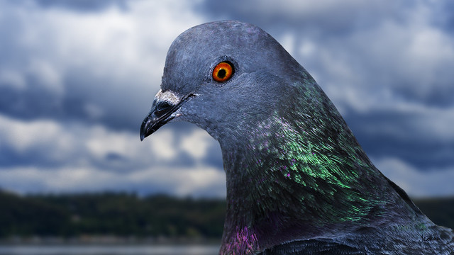 Portrait of a Pigeon