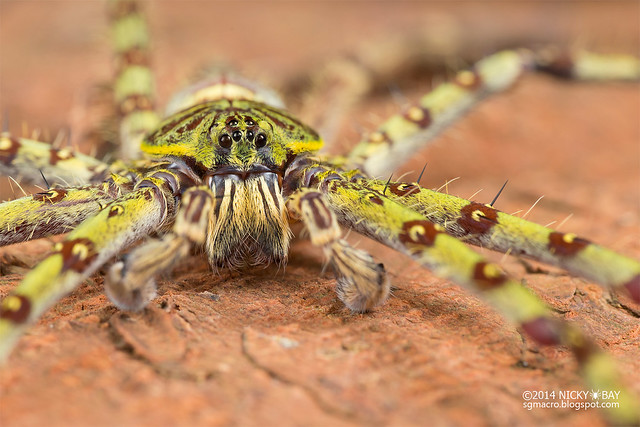 Huntsman spider (Heteropoda boiei) - DSC_3640