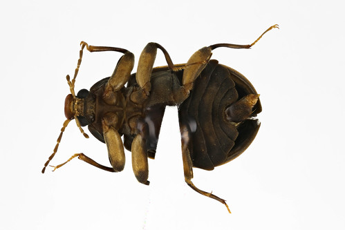 ヒラタドロムシ　Mataeopsephus japonicus (Matsumura, 1916)-2-2