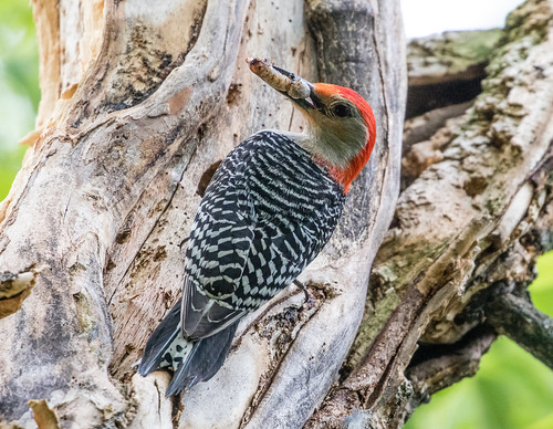 Red-bellied Woodpecker male with a tasty morsel.