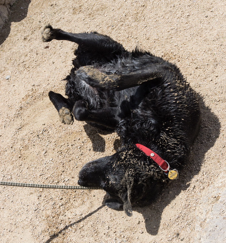 Black Lab Rolling in Sand