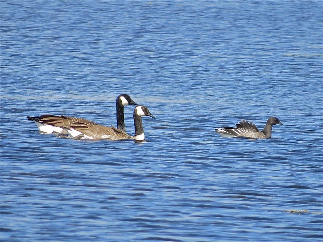 Brant and Canada Goose at Lake George in Hammond, IN 06
