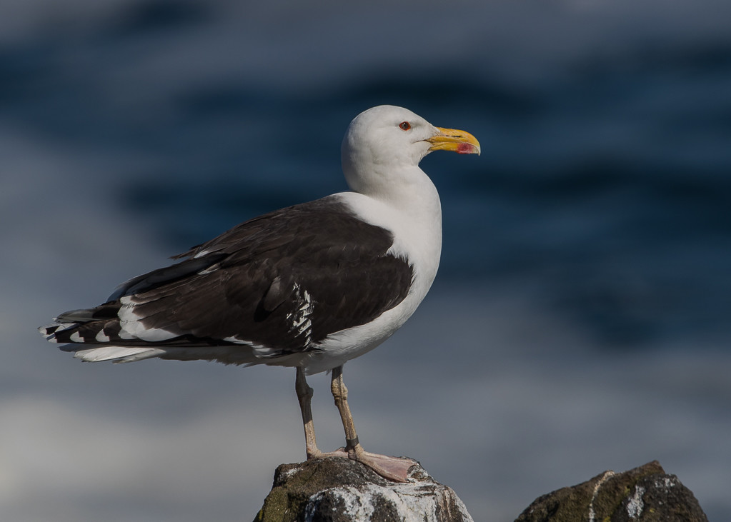 Great Black-backed Gull Isle of May,Scotland 2016