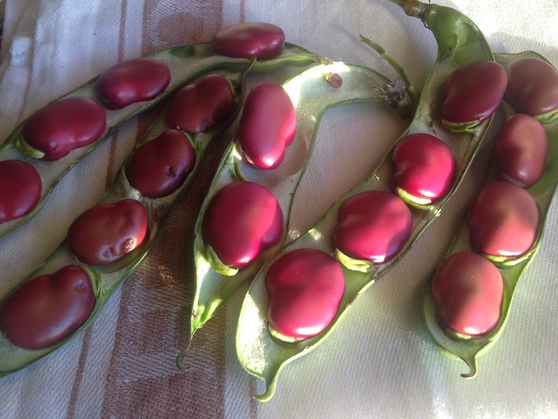 Red Epicure broad beans
