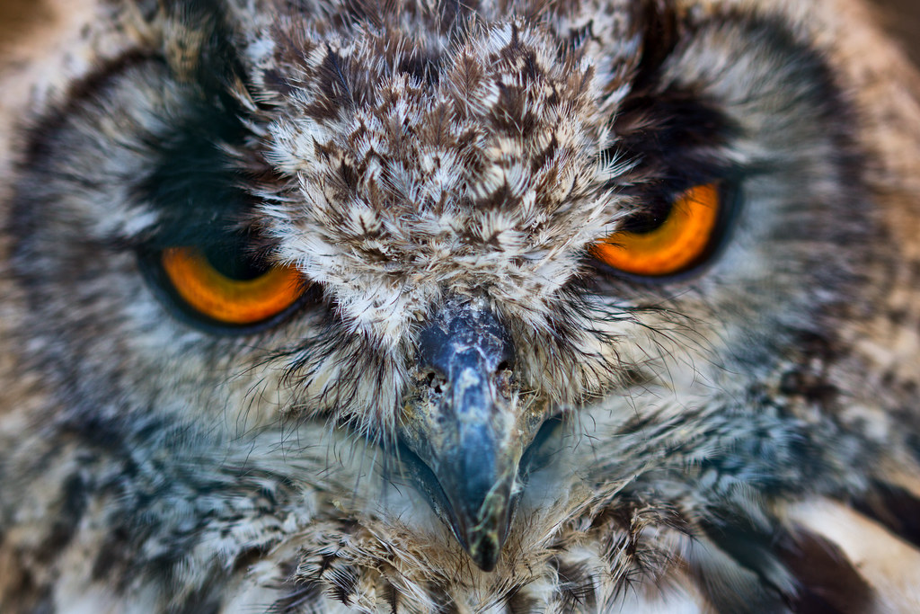Bengal Eagle Owl on Exmoor Best UK National Parks to Spot Wildlife