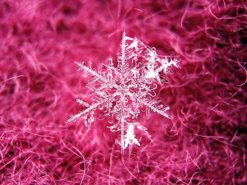 Snowflake Macro (iPhone 5 & Olloclip)