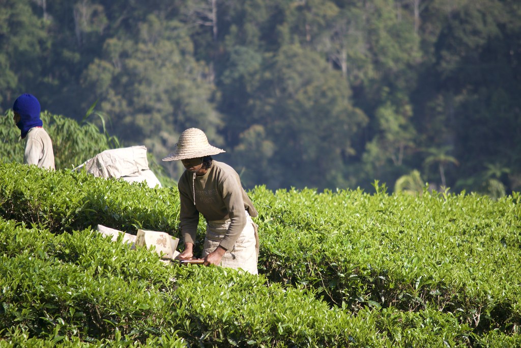 A worker harvesting the tea in the coolness of the morning
