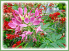 Cleome hassleriana (Spider Flower, Spiderplant, Pink Queen, Grandfather's Wiskers)