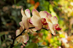 Moth orchid raceme,lens used Super-Takumar 35mm f/3.5 @ f/3.5.