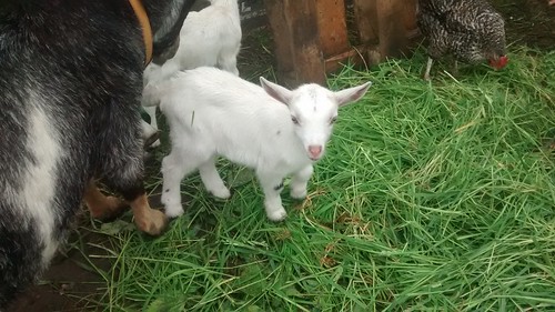goat kids June 16 (15)