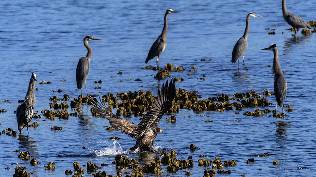 Immature Bald Eagle with Great Blue Herons